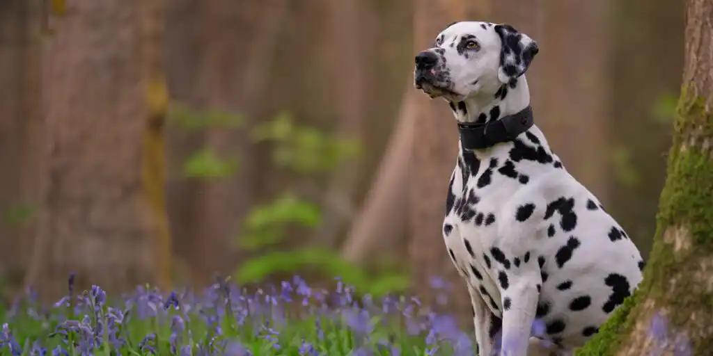 Loki the dalmatian in Dog Walks in Worcestershire