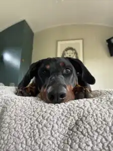 Anxious Dog Holiday