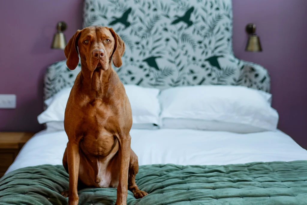 Large dog on luxurious bed