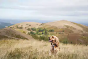 Dog enjoying walk on nearby Malvern Hills