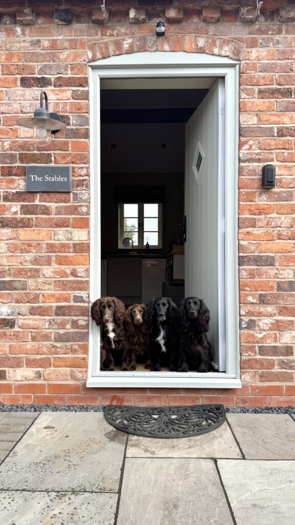 Four dogs at The Stables