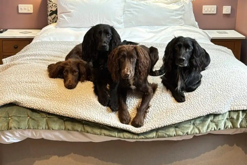 Four dogs on the bed